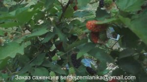 Ежевика Блек Бат(Буттэ)Черное масло