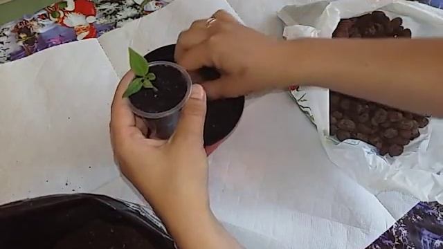 Как посадить Плюмерию в домашних условиях смотреть онлайн