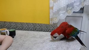 Вечером на кухне. Попугай ара,Гиацинтовый Ара, ара попугай бесится,попугай ара играет.