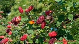 Ежемалина обыкновенная Тейбери Медана ? обзор: как сажать, саженцы ежемалины Тейбери Медана