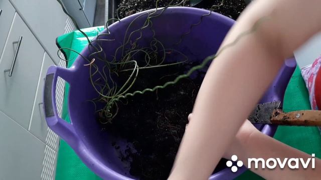 КОМНАТНЫЕ РАСТЕНИЯ(ЦВЕТЫ).ОЧЕНЬ ИНТЕРЕСНОЕ РАСТЕНИЕ,С КУДРЯШКАМИ.ДЕЛЕНИЕ КУСТА И ПЕРЕСАДКА. смотреть онлайн
