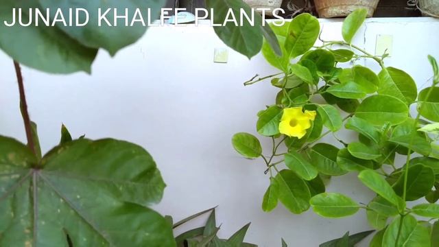Allamanda Cathartica || Allamanda Care Tips #plants