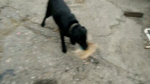 Не греется двигатель, не греет печка, замена термостата, Лифан.