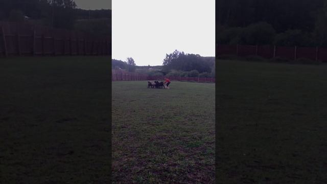 Пастьба овец