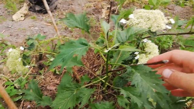 Гортензия древовидная Emerald Lace смотреть онлайн