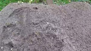 Субстрат для выгонки тюльпанов, земля, торф или опилки. Выгонка тюльпанов онлайн.