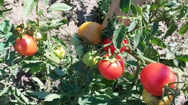 томат Чайка смотреть онлайн