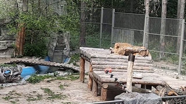 Новосибирский зоопарк им. Р.А. Шило смотреть онлайн