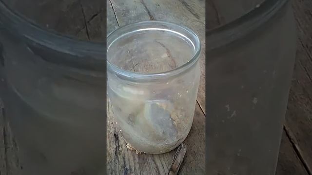 Нашёл кокон бабочки смотреть онлайн