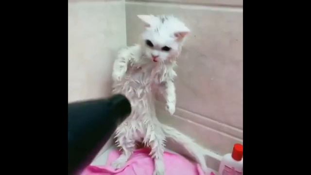 если ты счастливый котик# смешные животные# коты и собаки приколы 2019# смотреть онлайн