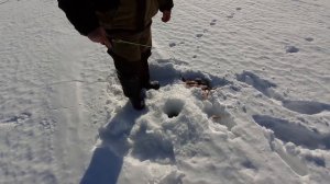 Окунь на Ангаре. Зимняя рыбалка.