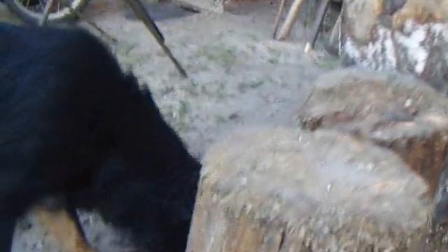 Кошка с рождения слепая и без хвоста. смотреть онлайн