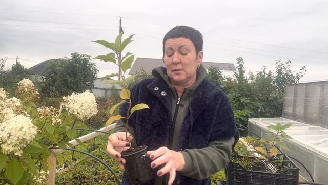 Штамбовая гортензия. Что сделать весной обязательно. смотреть онлайн