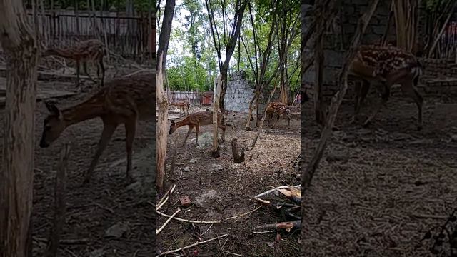 Казань зоопарк(46) смотреть онлайн