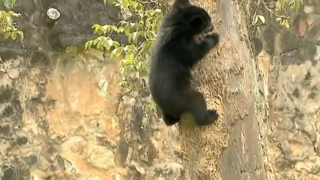 Oso de anteojos- Tremarctos ornatus смотреть онлайн