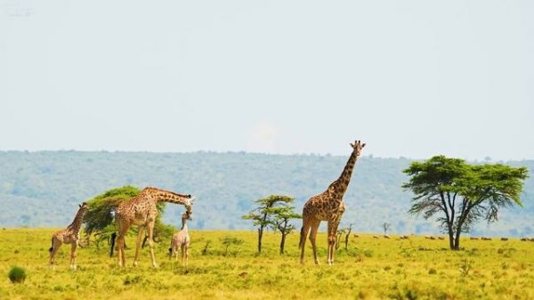 4K African Animals: Dorob National Park - Amazing African Wildlife Footage with Real Sounds