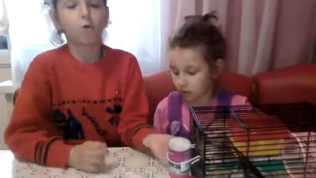 #джунгарик.джунгарский.Что нужно знать, покупая хомяка смотреть онлайн