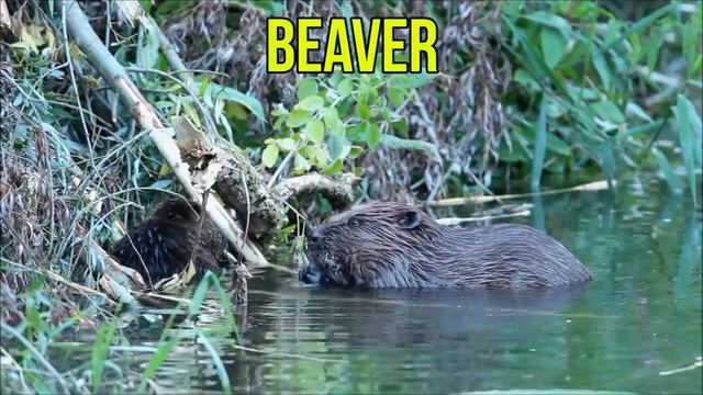 Animals for Kids to Learn - 100 Animals for Kids, Toddlers and Babies in English | Educational Vide смотреть онлайн