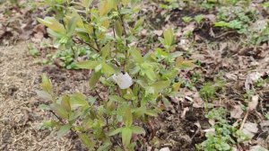 Особенности  жимолости и уход весной