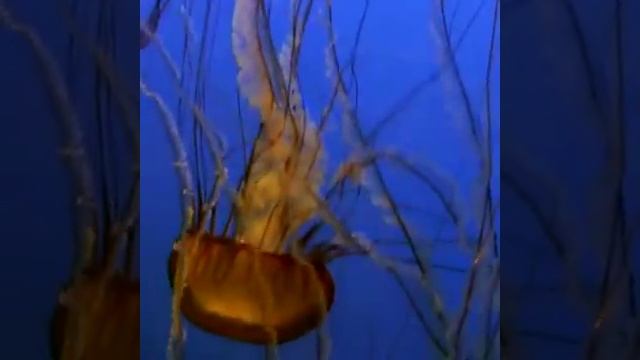 Медузы - прекрасные ангелы морских глубин, которые живут вечно смотреть онлайн