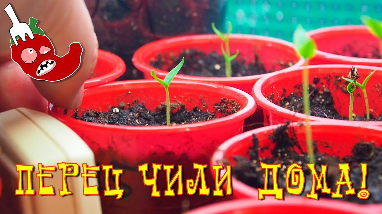 Готовим с Перцем!