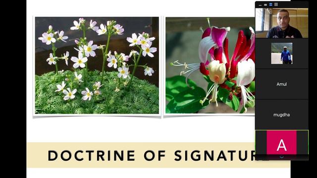 Using Bach Flower Remedies in Practice - An Introductory Session смотреть онлайн