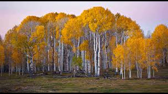 Я люблю, когда шумят берёзы - Н Рубцов, муз В Новопашин смотреть онлайн