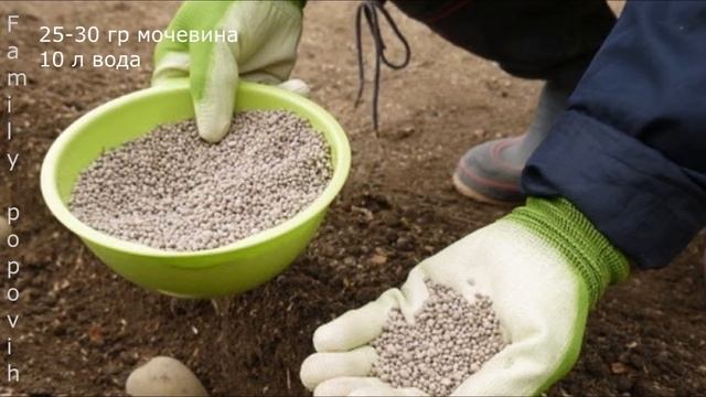 Картофель ЛУЧШЕЕ Органическое Удобрение для Картофеля при Посадке в Лунку для Увеличения Урожая смотреть онлайн