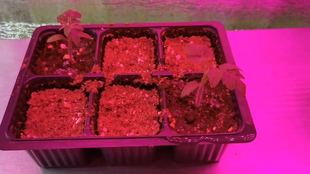 ПОСЕВ СЕМЯН РЕДИСКИ В ЯИЧНЫХ ЛОТКАХ И ВЫРАЩИВАНИЕ ДОМА НА ПОДОКОННИКЕ - РЕДИСКА НА ОКНЕ ЗИМОЙ РЕДИС смотреть онлайн