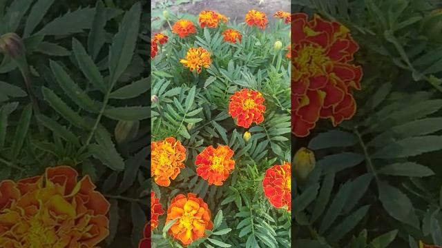 #бархатцы#пышноецветение. Клумба с красивыми бархатцами?️?️?️? смотреть онлайн