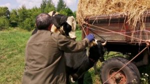 Корова в охоте. Спаривание коровы с быком. Бык подрос!