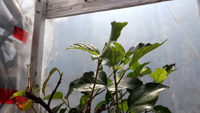 My Pink Pixie Bougainvillea and my Hibiscus, The Bonsai Zone, May 2023 смотреть онлайн