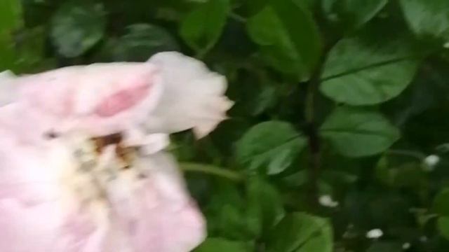 Роза Джеймс галвей после сильного дождя. Ужас. Ни одного цветка не осталось. смотреть онлайн