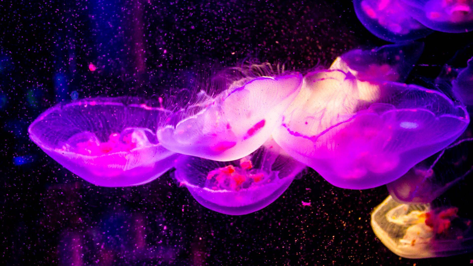 Neon Nights смотреть онлайн