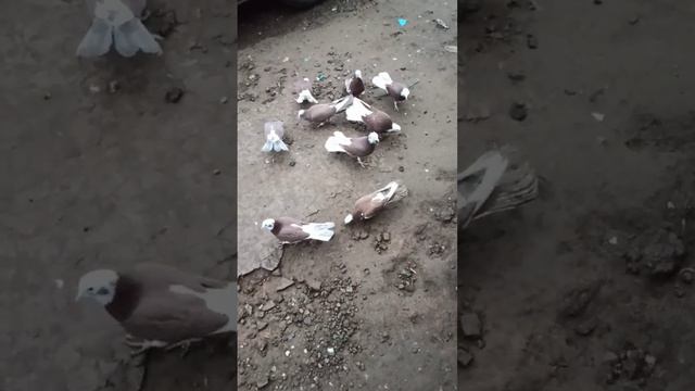 Бакинские широкохвостые акбаши.+79225283900 смотреть онлайн