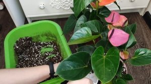 АНТУРИУМ ЧЕМПИОН, Шикарный розовый Антуриум, ПЕРЕСАДКА БЕЗ КОРЫ И МОХА, Антуриум Растет отлично