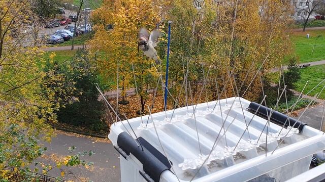 Кормушка для птиц. Синички в кормушке. смотреть онлайн