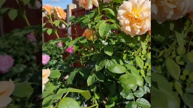 Rose Grace смотреть онлайн