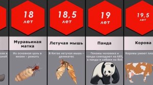 Сравнение: Продолжительность жизни животных