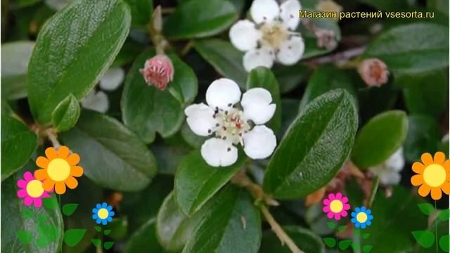 Кизильник даммера Мункрипер. Краткий обзор, описание характеристик cotoneaster dammeri Mooncreeper смотреть онлайн