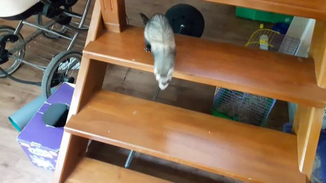 Хорек Рикки спускается по лестнице. смотреть онлайн