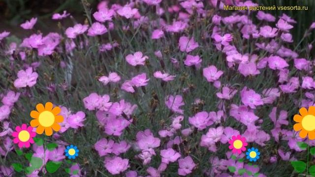 Гвоздика гратианополитанская (серо-голубая) Еэдангери. Обзор diantus gratianopolitanus Eydangeri смотреть онлайн