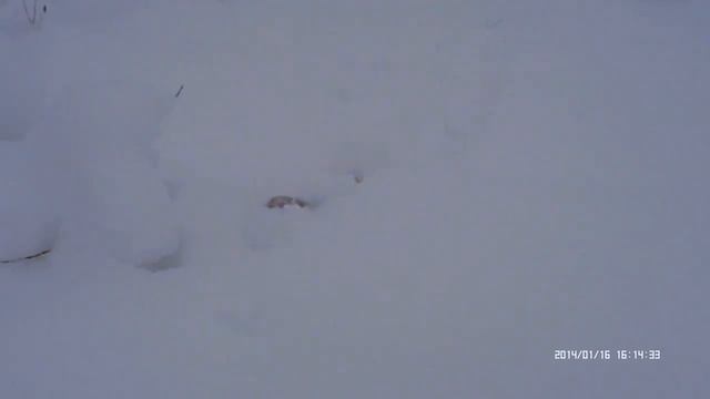 кот вездеход смотреть онлайн