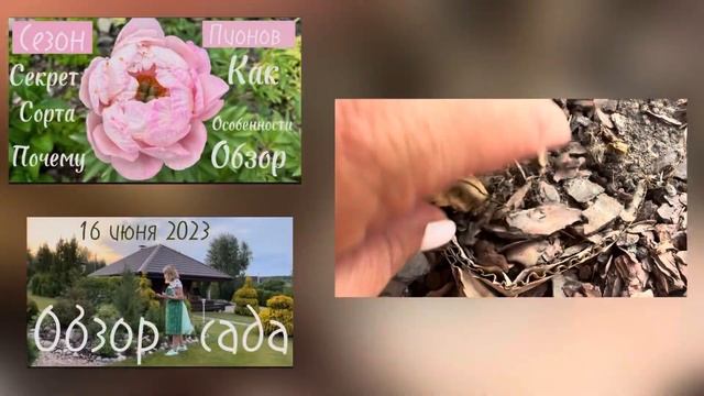 Почему не цветут ПИОНЫ. Главные 8 причин. Сезон пионов. Любимый сад в цвету. смотреть онлайн