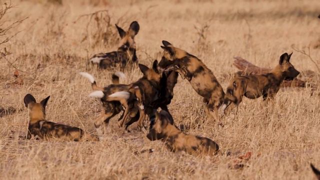 Wild Animals - Survival In Africa | Animal Planet TV |Explore Wildlife