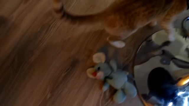 Кот играет с лазеркой, с игрушкой. Кот на елке. Рыжий кот