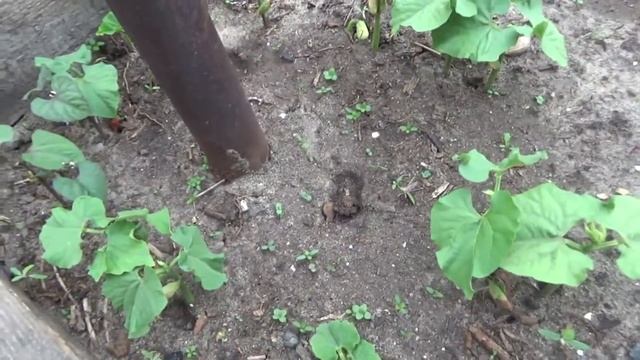 Фасоль от посева до сбора урожая. смотреть онлайн