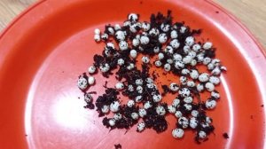 ?КЛАДКА УЛИТОК АХАТИНА ИММАКУЛЯТА?ИНКУБАЦИЯ ЯИЦ?