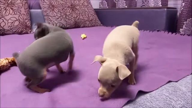 Той терьер девочка и мальчик смотреть онлайн