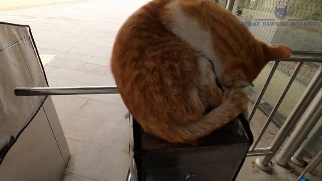Cat's Purrmission is required to enter the train station смотреть онлайн